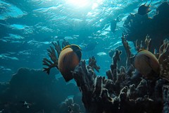 Biodiversità marina dell’Adriatico a rischio