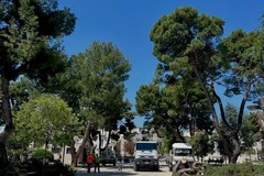 Ruvo, la sicurezza prima di tutto: via dieci pini a rischio crollo in piazza Dante