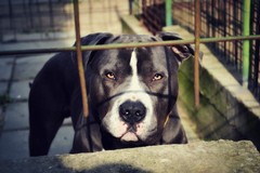 Fasano, azzannata dal pitbull del nonno: bimba ricoverata