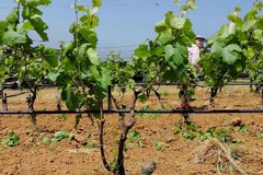 A Canosa di Puglia nuova postazione del 118 per il periodo di vendemmia