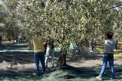 Scatta la raccolta delle olive in Puglia, al via oggi