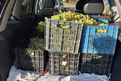 Rubano due quintali di uva da tavola: fermati dalle Guardie Campestri di Andria