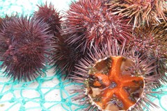 Ricci di mare, Consiglio Regionale approva fermo biologico fino al 2029