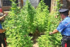 Salento, scoperta una piantagione di marijuana nascosta nella vegetazione