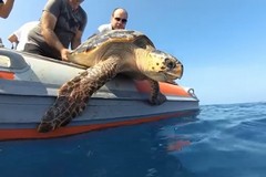 Torna in libertà la tartaruga ferita al largo di Barletta