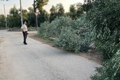 Strage di ulivi nelle campagne di Terlizzi: 20 alberi distrutti