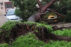 Trani, sfiorata la tragedia in Via Olanda: pino si schianta sull'auto di una famiglia