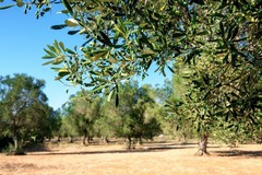 Rigenerazione agricola: protocollo d'intesa tra Regione Puglia e DAJS