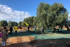 Xylella, chiuso il monitoraggio 2026 nell’area di Triggiano