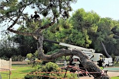 Abbattuto un pino a rischio cedimento nei giardini del Castello di Barletta