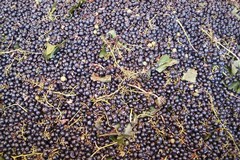 In Puglia è emergenza per la crisi del vino: troppe giacenze in cantina