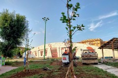 Terlizzi, 14 alberi e 1000 piantine pronti per la piantumazione