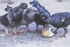 Multe per chi alimenta i piccioni: a Stornarella arriva l'ordinanza per il contenimento
