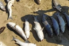 Pesci spiaggiati a Barletta, la ASL avvia indagini sulle acque