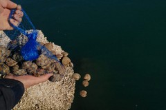 Sequestrati 4 kg di tartufi di mare a Barletta: sanzione di 1000 euro per il pescatore