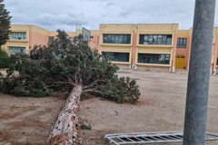 Grosso albero cade nell'atrio esterno di una scuola a Barletta