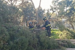 Un altro albero caduto nella pineta della Villa comunale di Andria