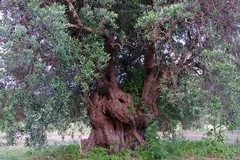 Reimpianti di ulivi in zona infetta da Xylella in Puglia: prosegue il piano
