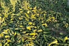 Quintali di zucchine lasciate marcire nelle campagne di Andria