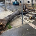 Tragedia sfiorata a Giovinazzo: albero si schianta in strada