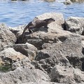 Una lontra lungo la costa di Barletta: «Avvistamento eccezionale»