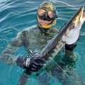 L'impresa di Antonio Porpora in Salento: pescato un barracuda di 8 kg