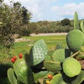 Settimana della Biodiversità Pugliese: Bitonto rinnova l’adesione all’iniziativa