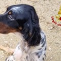 Salento, cane precipita in un pozzo: salvato dai Vigili del Fuoco