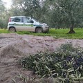 Fototrappole anti-furto: Guardie campestri di Andria pronte per affrontare la campagna olivicola