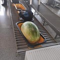 Turisti ripartono in aereo dalla Puglia e tra i bagagli spunta un'anguria