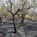 Tenta di spegnere un incendio nel suo terreno: morto un 94enne a Ceglie Messapica