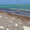 In Puglia un piano per la gestione delle biomasse vegetali sulle spiagge