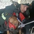 I vigili del fuoco salvano a Bisceglie un cane randagio caduto accidentalmente in un pozzo