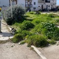 Prosegue la cura del verde pubblico a Cerignola