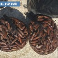 Taranto, sequestrati 15 chili di datteri di mare: due denunciati