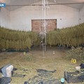 Foggia, la Polizia di Stato effettua un maxi-sequestro di sostanza stupefacente per un totale di 860 kg