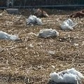 Galline decapitate e telecamere manomesse: atto vandalico nella casa al mare di un ex deputato di Trinitapoli