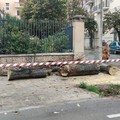 Tiglio caduto in strada a Giovinazzo, il Sindaco: «Controlleremo tutti gli alberi»