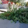 Forte vento in Puglia, pericolo scampato a Barletta. Albero cade in strada