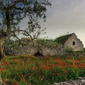 Fondi per la riqualificazione del paesaggio rurale in Puglia. Via al bando