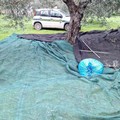 Predoni in azione negli oliveti: in 3/5 minuti portano via fino a 30 kg di olive ad albero