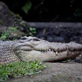 Passeggia in campagna nella provincia di Brindisi: dalla vegetazione spunta un coccodrillo