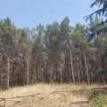“Foreste di Puglia”, cresce la risposta dei territori: 13 progetti presentati dalla Bat