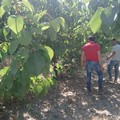 Sopralluogo della Regione Puglia nelle campagne dell’agro di Trinitapoli