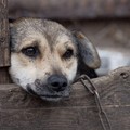 Pensioni abusive per cani segnalate a Cerignola: scattate due denunce da parte di  "Stop animal crimes "