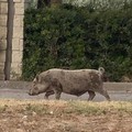 Cinghiale avvistato nel parcheggio dell’ospedale  "Tatarella " di Cerignola