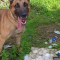 Il fiuto del cane Kiki a Barletta: trovata droga nel bagno di una scuola