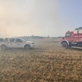 Oltre 800 ettari in fumo sulla Murgia minervinese: indagano i Carabinieri forestali di Altamura e di Andria