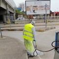 Blatte a Trani, scatta l’ordinanza del sindaco: obblighi per cittadini e condomìni entro il 15 giugno