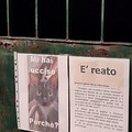 Bari, avvelenata la colonia felina. Oltre 10 i gatti morti